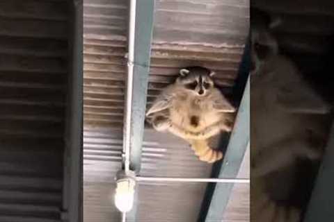 Mission impossible Raccoon edition