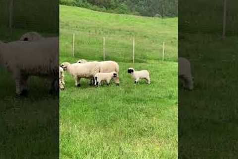 Adorable  lambs engage in headbutt battle