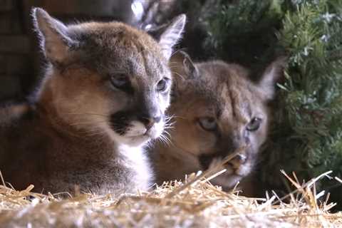 Two rescued mountain lion cubs cuddle in Oakland Zoo update