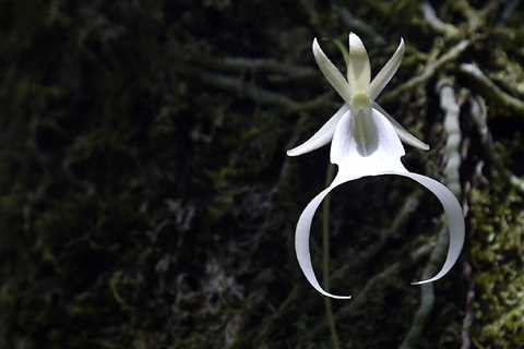 Florida Okay-9 stops theft of uncommon and endangered orchids at state park