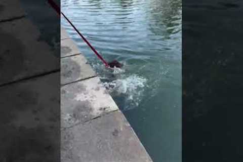 Water-shy dog decides face her fears