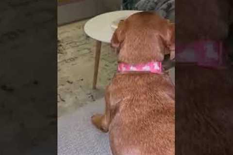 Hungry dog gets excited over pizza