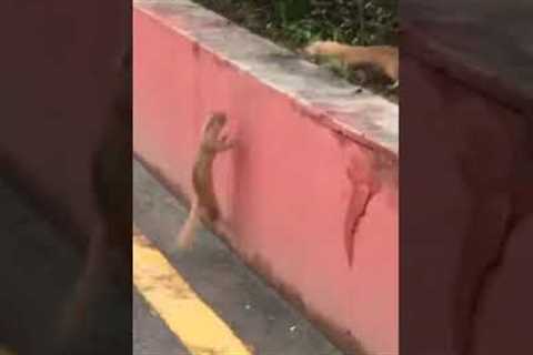 Ferret refuses to leave injured friend behind