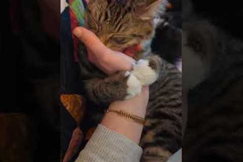 Adorable cat falls asleep while cuddling owner