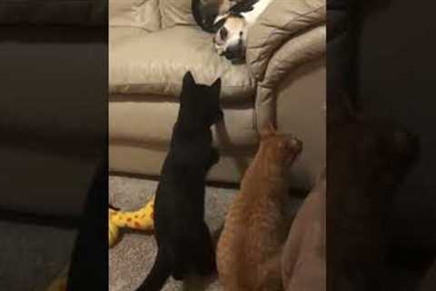 Cheeky cat keeps hitting his brother dog while he rests