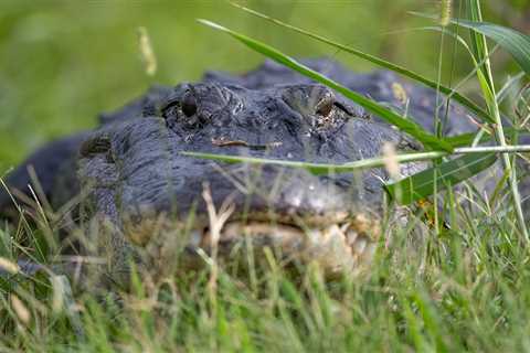 Florida Man Shoots 8-Foot Gator That Attacked His Dog