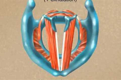 How the Larynx Produces Sound