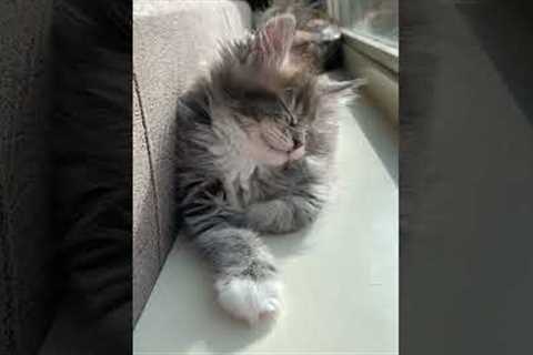 Kitten slowly falls asleep while sunbathing