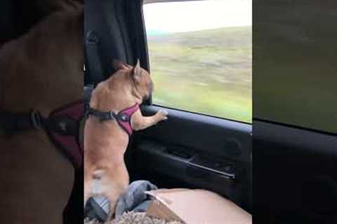 Funny Frenchie tries to catch all the cars passing her by