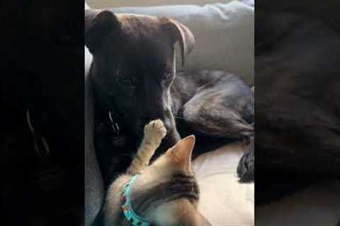 Tiny kitten and rescue dog form the sweetest bond