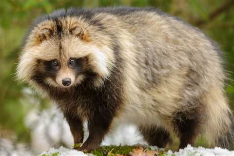 Raccoon dogs in Wuhan market linked to COVID origins in new study |  world news