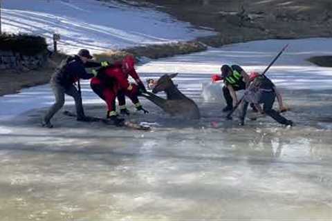 Firefighters rescue elk that fell through frozen pond in Colorado