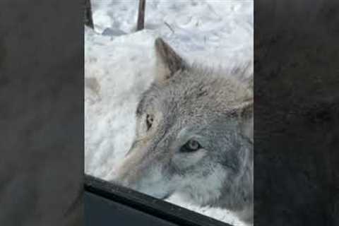 Couple encounter a big wild wolf