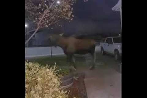 Woman was about to leave the house when a GIANT moose turns up