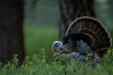 Why Are Wild Turkey Populations Declining?