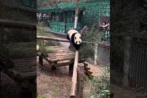 Hilarious panda twerks at crowd