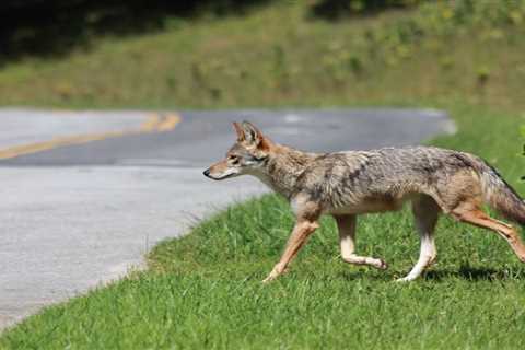 Landowner-Tagged Coyote Travels 100-Plus Miles Across Ohio