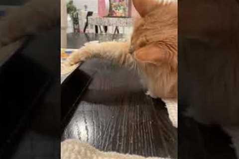 Naughty cat helps itself to hummus dip