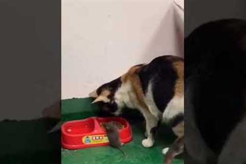 Cat carries mouse to food bowl 😲