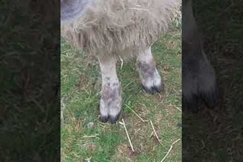 Farmer teaches her rescue sheep to shake hands like a gentleman