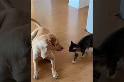 Kitten and dog have the cutest fight