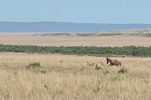 Antelope mom defends new-born baby from two cheetahs