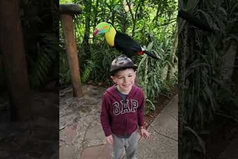 Toucan gives kid a little surprise 😅