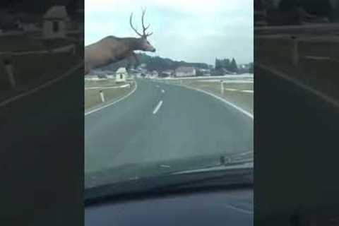 Deer leaps in front of a moving car!