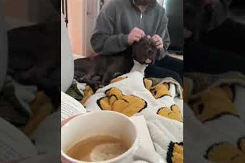 Neglected dog narrates first day at new home!