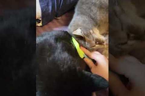 Jealous cat wants to get brushed too