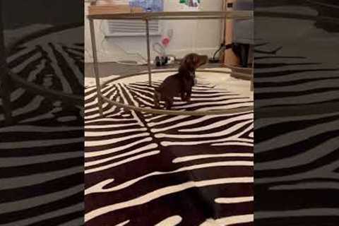 Clumsy puppy quickly figures out how glass works