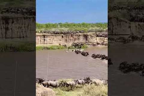 Great Migration of Wildebeests crossing Mara River