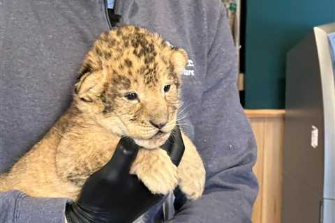 First look at Animal Adventure's new lion cubs