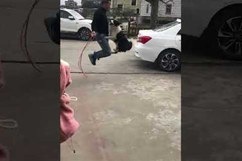 Border collie dog loves skipping with owner