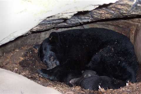 Bear Hibernation: Uncovering Black Bear Denning Secrets in Arkansas