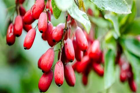 Does berberine help with fatty liver?