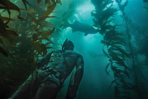 Spearfishing for the Gray Ghosts of Southern California