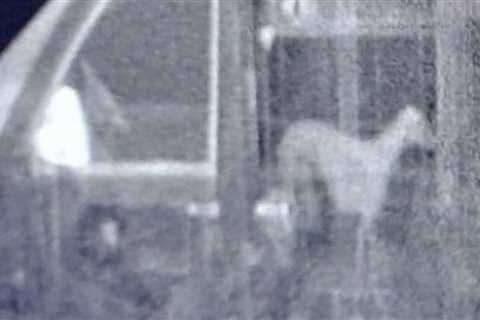 Financing authorities rescue canine being carried ‘in plastic containers’ after lorry x-ray at..