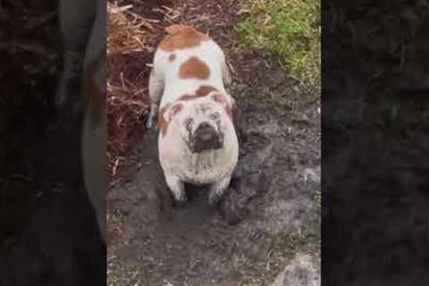 Dog decides to face plant head in mud