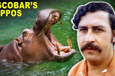 How A Notorious Criminal's Pet Hippos Are Still A Huge Problem Decades Later