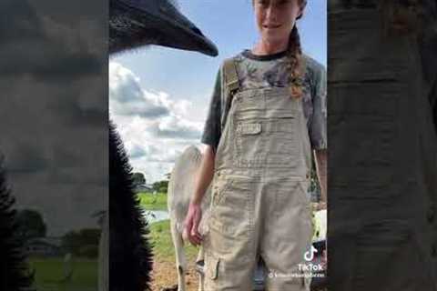 Emmanuel The Emu Goes Viral For Interrupting His Owner''s Videos