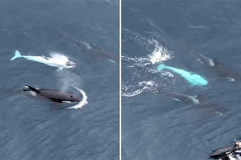 Watch: Extremely Rare White Killer Whale Spotted off California Coast