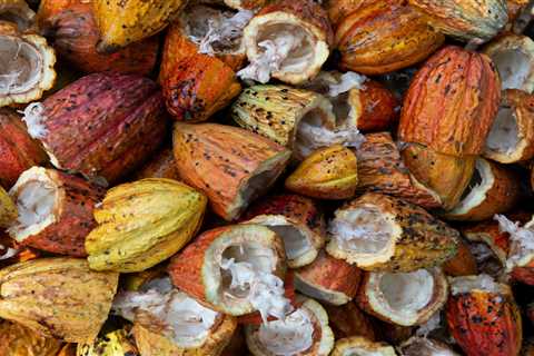 More than half of cocoa from the world's largest producer cannot be traced to its origin