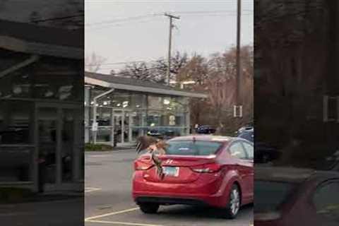 Clumsy hawk crashes into building while carrying squirrel