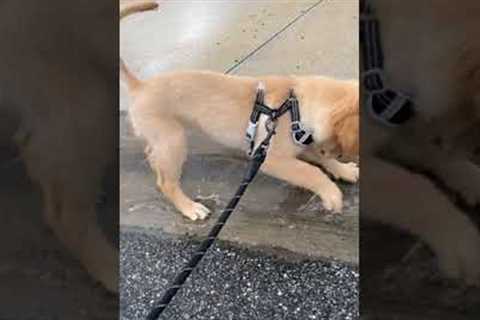 Puppy has a blast splashing in puddles during walk