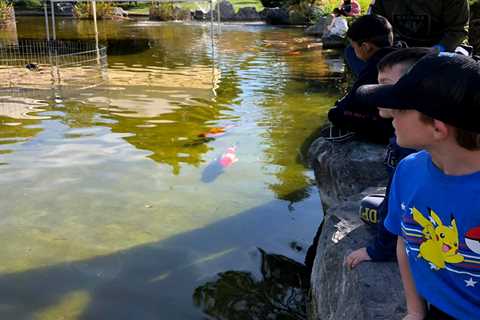 50 koi fish stolen from San Jose’s Japanese Friendship Garden