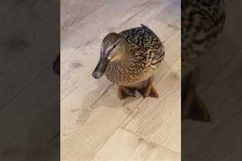 Wild duck enters home before pooping everywhere