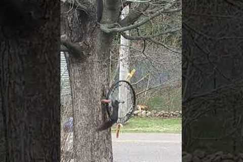 Squirrel takes a ride on home-made merry go round