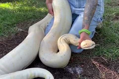 Pro snake wranglers encounter plus-sized albino boa constrictor living in Naples backyard – WSVN..