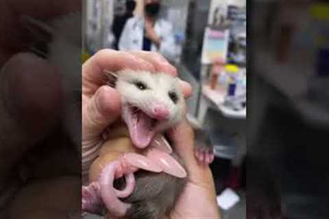 Baby opossum tries to scare off vet techs but is too cute